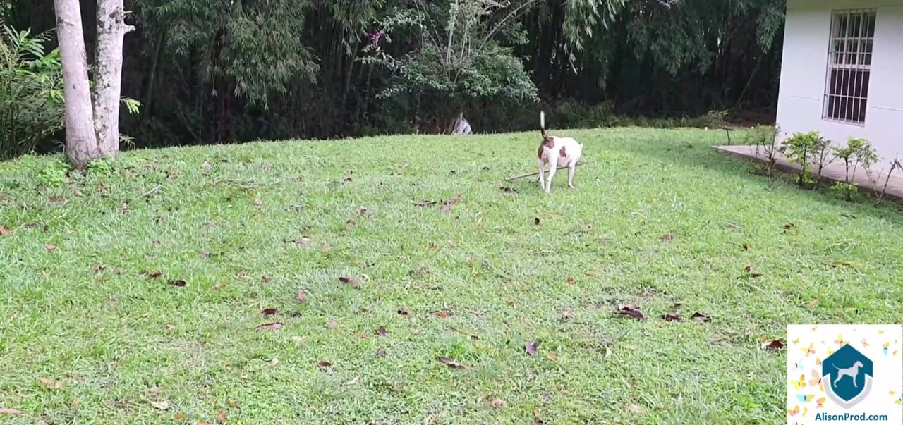 Dog cum in ass->