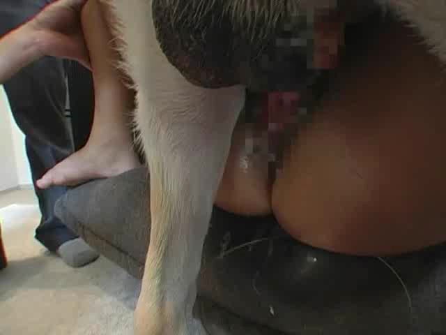 Porn compilation of fun with animals in Asian